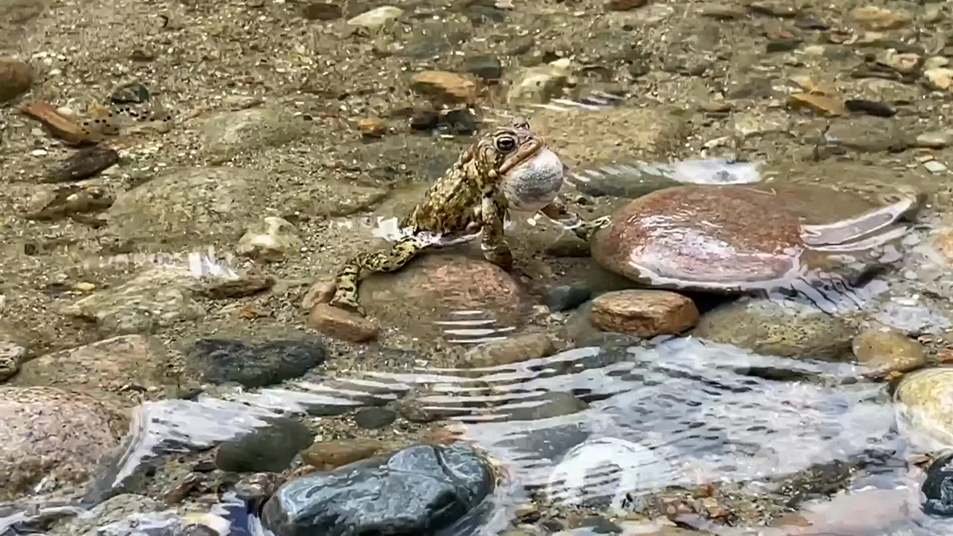 Toadrbeat